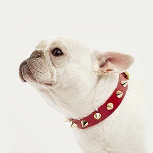 Golden Spike Red Dog Vegetable Leather Collar